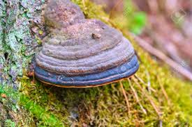 Attēlu rezultāti vaicājumam “Inonotus obliquus”