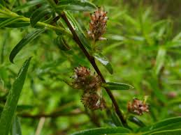 Attēlu rezultāti vaicājumam “Salix repens subsp. rosmarinifolia flower”