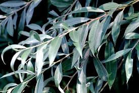 Attēlu rezultāti vaicājumam “Salix alba var. alba”