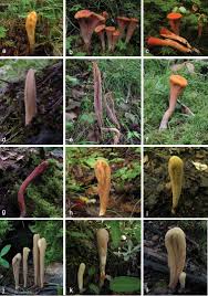 Attēlu rezultāti vaicājumam “Clavariadelphus pistillaris”