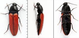 Attēlu rezultāti vaicājumam “Ampedus sanguineus”