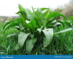 Attēlu rezultāti vaicājumam “Rumex confertus”