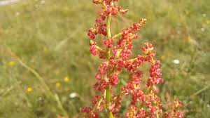 Attēlu rezultāti vaicājumam “Rumex thyrsiflorus”