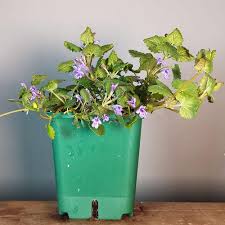 Attēlu rezultāti vaicājumam “Glechoma hederacea”