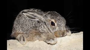 Attēlu rezultāti vaicājumam “Lepus europaeus adult”