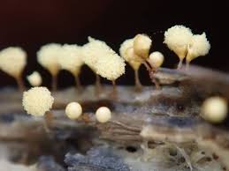 Attēlu rezultāti vaicājumam “Hemitrichia calyculata stalked”