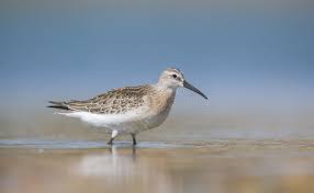 Attēlu rezultāti vaicājumam “Calidris ferruginea”