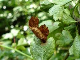 Attēlu rezultāti vaicājumam “Proutia betulina larva”