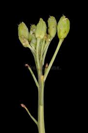 Attēlu rezultāti vaicājumam “Diplotaxis tenuifolia bud”