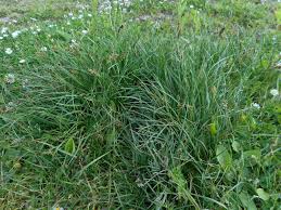 Attēlu rezultāti vaicājumam “Blysmus compressus”