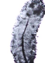 Attēlu rezultāti vaicājumam “Stemonitopsis typhina stalked”