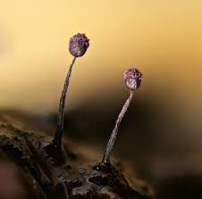 Attēlu rezultāti vaicājumam “Cribraria violacea”