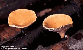 Attēlu rezultāti vaicājumam “Polyporus”