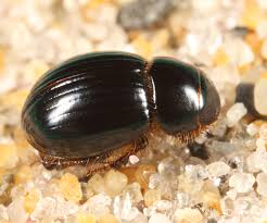 Attēlu rezultāti vaicājumam “Aegialia arenaria”