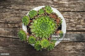 Attēlu rezultāti vaicājumam “Jovibarba globifera flower”