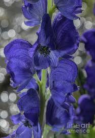 Image result for Aconitum napellus