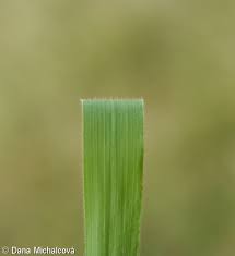 Attēlu rezultāti vaicājumam “Brachypodium sylvaticum fruit”
