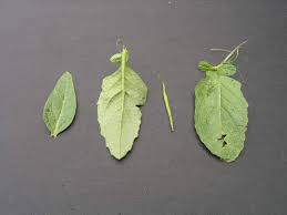 Attēlu rezultāti vaicājumam “Sinapis arvensis fruit”