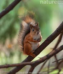 Attēlu rezultāti vaicājumam “Sciurus vulgaris”