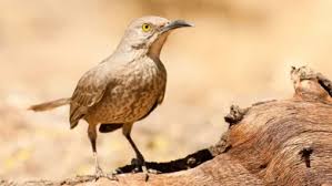 Attēlu rezultāti vaicājumam “Bonasa bonasia eggs”