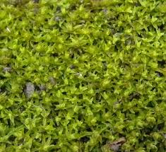 Attēlu rezultāti vaicājumam “Barbula unguiculata macro”