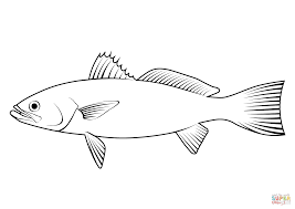 Image result for Cynoscion regalis