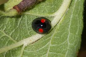 Attēlu rezultāti vaicājumam “Chilocorus renipustulatus”