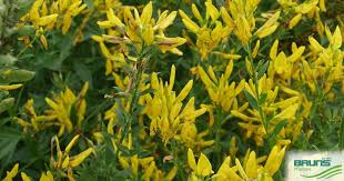 Image result for Genista tinctoria