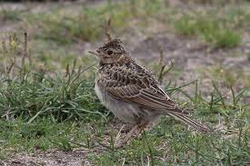 Attēlu rezultāti vaicājumam “Alauda arvensis adult”