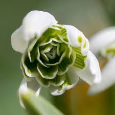 Attēlu rezultāti vaicājumam “Galanthus nivalis bud”