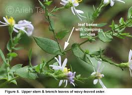 Attēlu rezultāti vaicājumam “Symphyotrichum x salignum leaf”