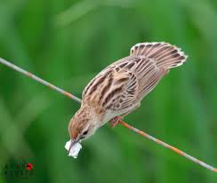 Image result for Cisticola juncidis