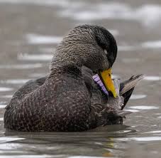 Image result for Anas rubripes