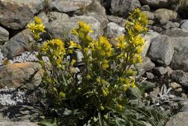 Attēlu rezultāti vaicājumam “Solidago virgaurea”