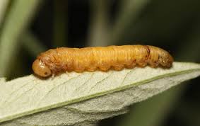 Attēlu rezultāti vaicājumam “Tenthredinidae”