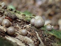 Attēlu rezultāti vaicājumam “Lycogala confusum spores”