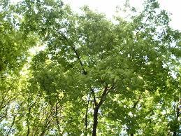 Attēlu rezultāti vaicājumam “Acer negundo”