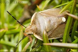 Attēlu rezultāti vaicājumam “Chlorochroa juniperina imago”