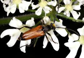 Attēlu rezultāti vaicājumam “Anastrangalia sanguinolenta male”