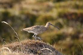 Attēlu rezultāti vaicājumam “Numenius arquata adult”