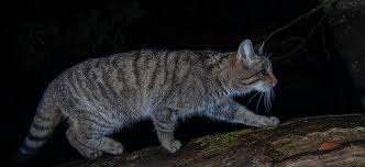 Attēlu rezultāti vaicājumam “Felis silvestris catus juvenile”