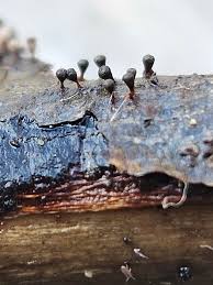 Attēlu rezultāti vaicājumam “Craterium minutum cf. var. brunneum stalked”