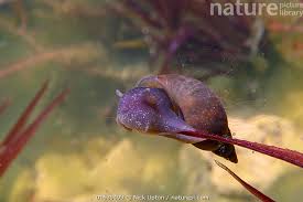 Attēlu rezultāti vaicājumam “Lymnaea stagnalis”