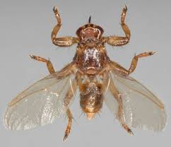 Attēlu rezultāti vaicājumam “Lipoptena cervi”