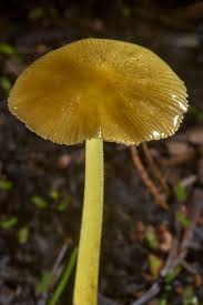 Attēlu rezultāti vaicājumam “Bolbitius vitellinus”