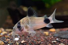 Image result for fish corydoras