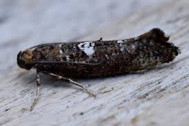 Attēlu rezultāti vaicājumam “Acrolepiopsis assectella”