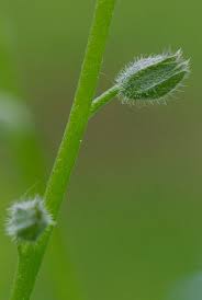 Attēlu rezultāti vaicājumam “Myosotis scorpioides bud”