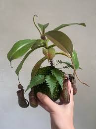 Attēlu rezultāti vaicājumam “Bryum moravicum”