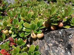 Attēlu rezultāti vaicājumam “Exobasidium uvae-ursi”